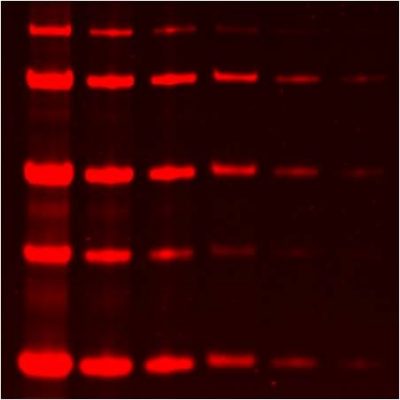 One-Step Lumitein UV Protein Gel Stain