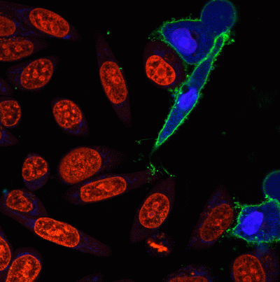 RedDot™1 Far-Red Nuclear Stain, 200X in H2O