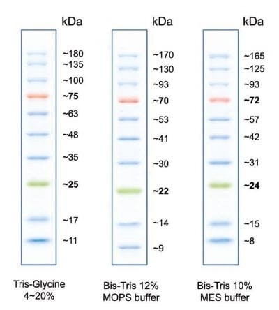 Peacock™ Prestained Protein Marker