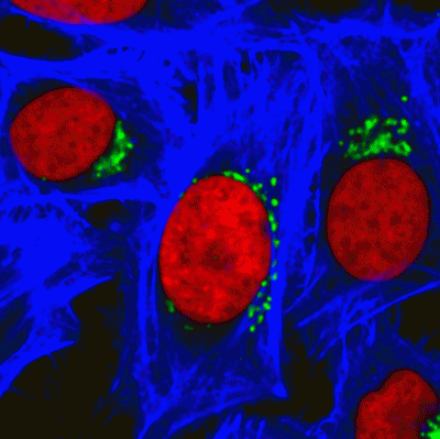 RedDot™2 Far-Red Nuclear Stain, 200X in DMSO