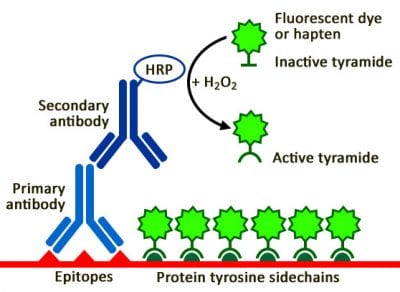 CF® Dye Tyramides