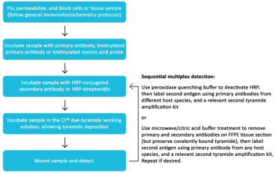 Tyramide Amplification Kit with HRP Streptavidin and CF® Dye or Biotin Tyramide