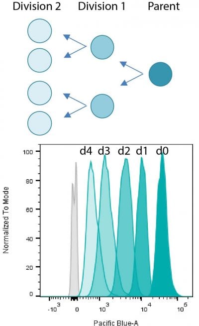 ViaFluor® SE Cell Proliferation Kits