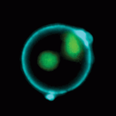 Annexin V Conjugates