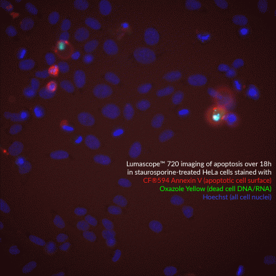 Annexin V Conjugates